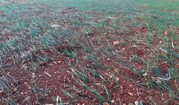 Osmaniye’de çiftçiler kuraklık nedeniyle buğday tarlalarını suladı G3