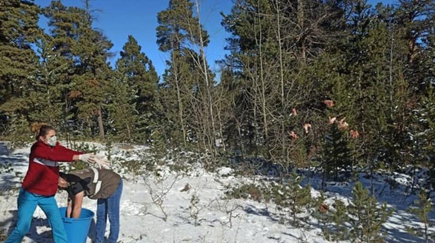 Sarıkamış&rsquo;ta yaban hayvanlara yitecek bırakıldı