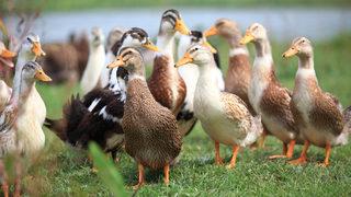Almanya'da kuş gribi: 62 bin hindi ve ördeğin öldürülmesine karar verildi