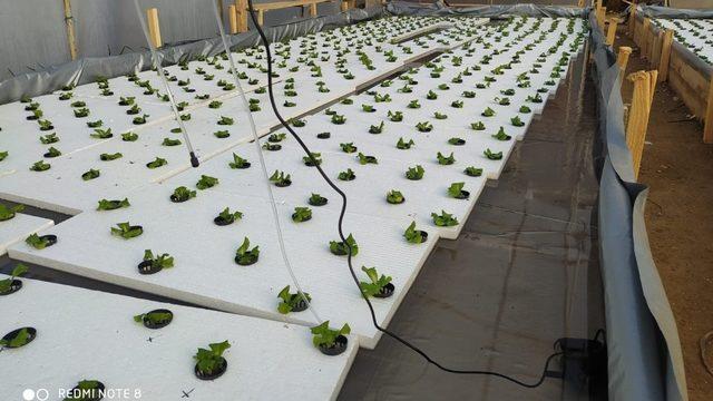 Eskişehir’de ’yüzen marul’ yüz güldürüyor