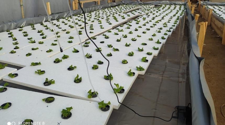 Eskişehir’de ’yüzen marul’ yüz güldürüyor