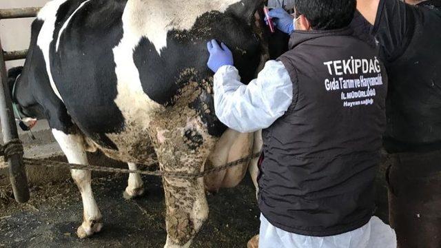 Hayvanlara bruselloz ve tüberküloz kontrolleri