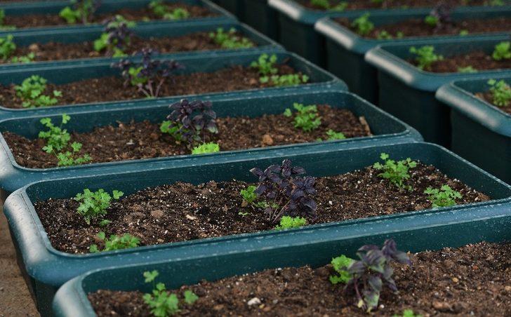 Antalya’nın balkonları fesleğen, marul maydanoz kokacak G2
