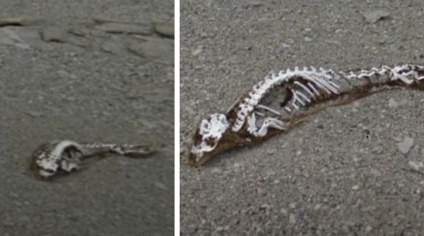 Antartika’da buzların erimesiyle ortaya çıkan iskelet kalıntıları Google Haritalar’da görüldü