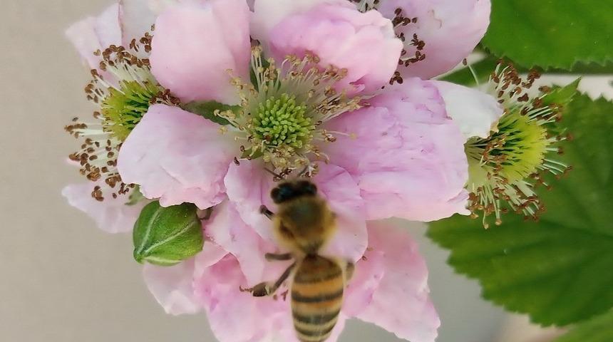 Arıcılık destekleme tebliğinde değişiklik