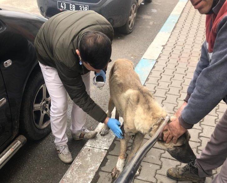 Yaralı köpek için seferber oldular G2