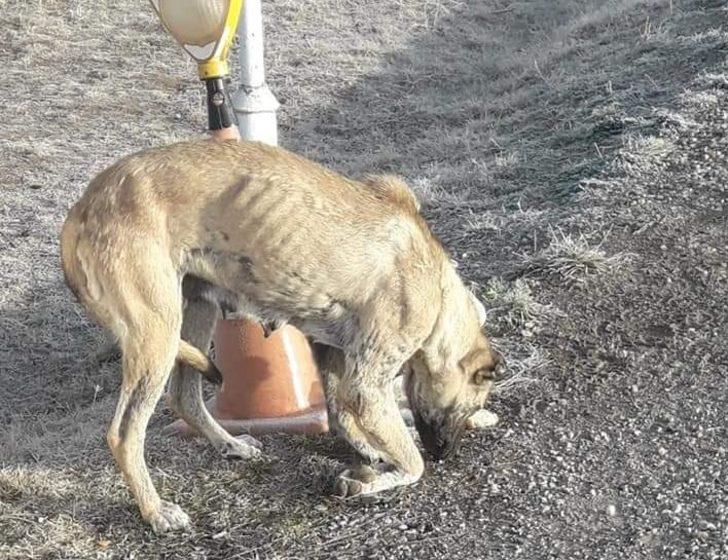 Yaralı köpek için seferber oldular G4