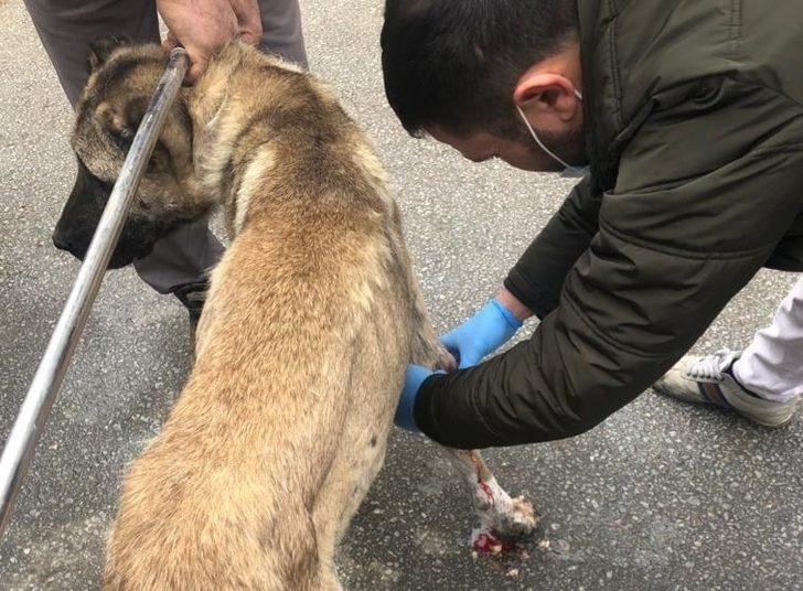 Yaralı köpek için seferber oldular G5