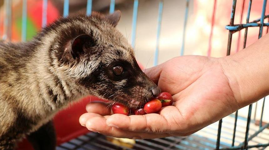 Kedi dışkısından yapılan dünyanın en pahalı kahvesi: Kopi Luwak