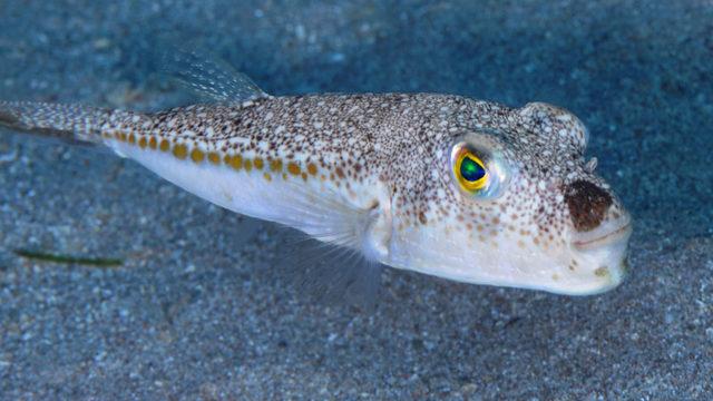 Balon balığı destek ödemeleri ne zaman verilecek? Balon balığı destek ödemesi ne kadar? 