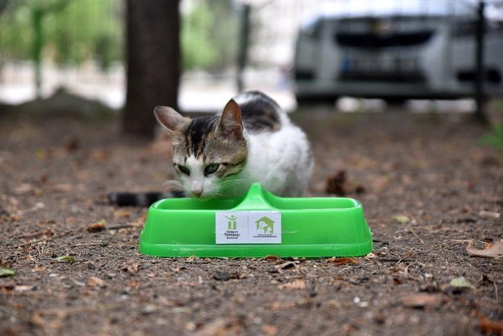 Sokak hayvanları sahipsiz değil G1