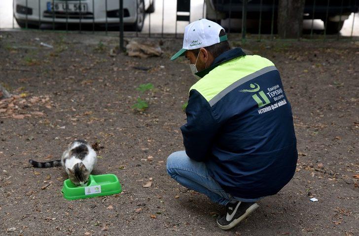 Sokak hayvanları sahipsiz değil G2