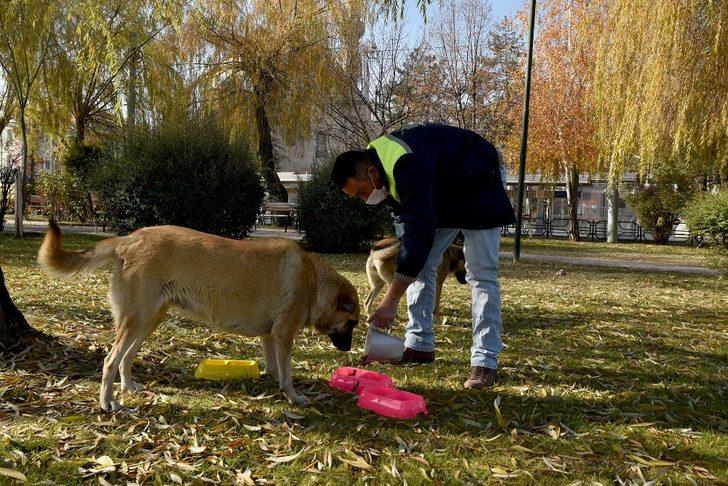 Sokak hayvanları sahipsiz değil G3