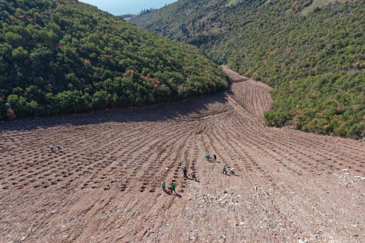 Hereke dolgu alanı 8 bin ağa&ccedil;la yeşillendiriliyor