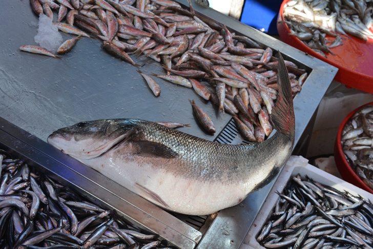 6 kiloluk levrek, 780 liradan satılıyor G1