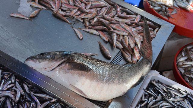 6 kiloluk levrek, 780 liradan satılıyor