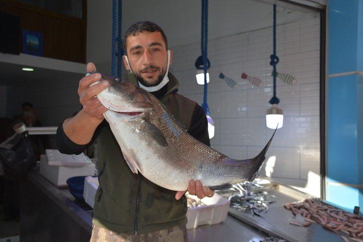 6 kiloluk levrek, 780 liradan satılıyor G2