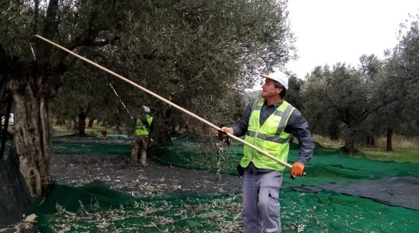 Burhaniye Belediyesi&rsquo;nde zeytin hasadı tamamlandı