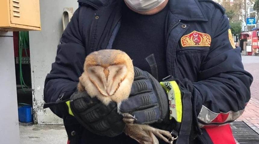 Sinop&rsquo;ta bacada mahsur kalan baykuş kurtarıldı