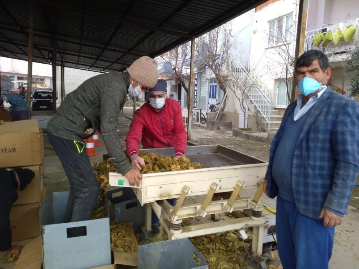 Selendi&rsquo;de t&uuml;t&uuml;n alımları başladı