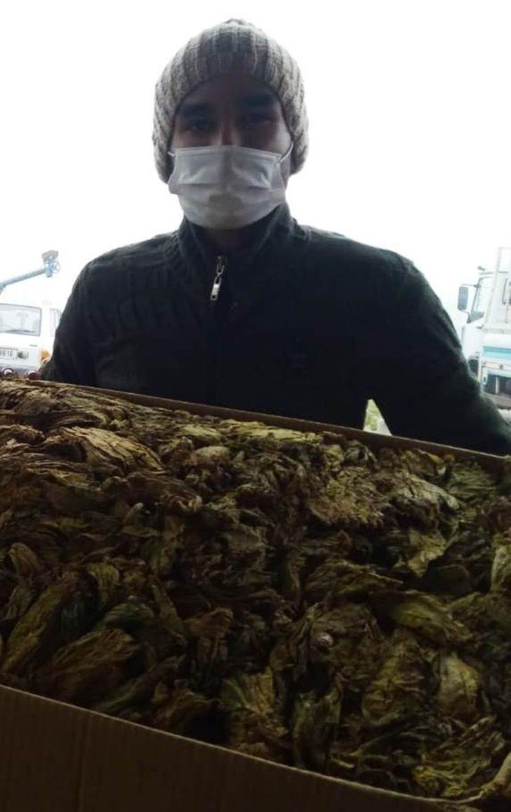 Selendi’de tütün alımları başladı G5