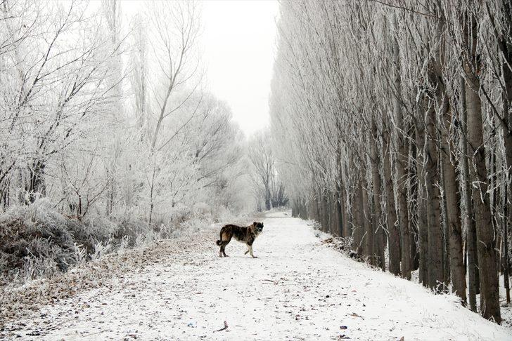 Doğu Anadolu'da dondurucu soğuklar yaşamı zorlaştırıyor G2