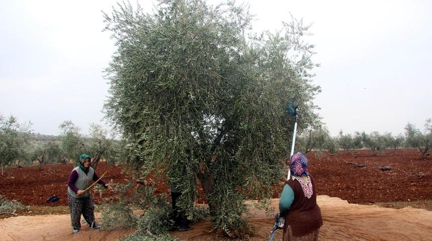 Kilis&rsquo;te zeytin hasadında sona gelindi