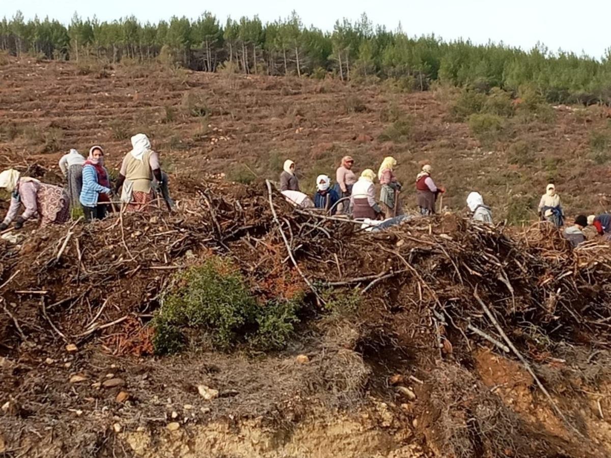 Karacasu&rsquo;da 280 bin fidan toprakla buluşuyor