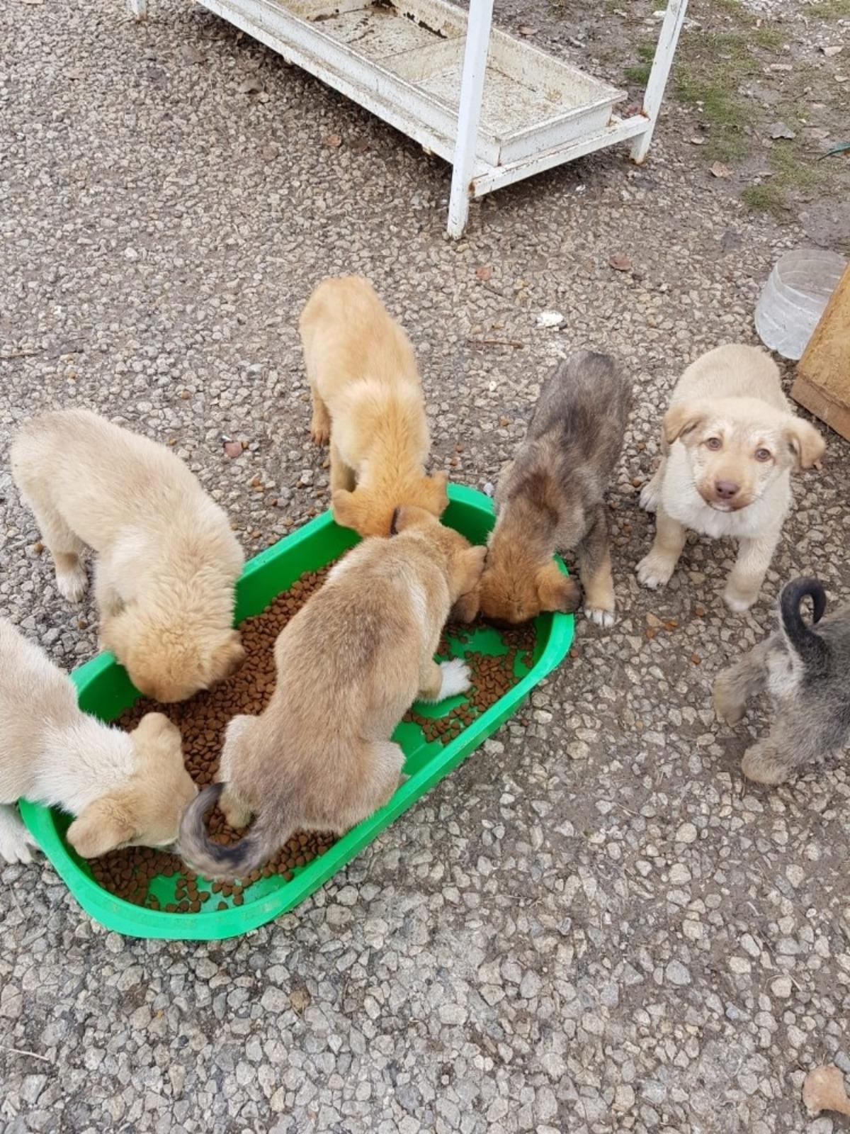 Pursaklar Belediyesi sokak hayvanlarına sahip &ccedil;ıkıyor