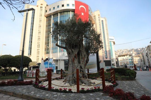 600 yıllık zeytin ağacı İzmit’in yeni sembollerinden biri olacak