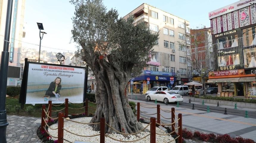 600 yıllık zeytin ağacı İzmit&rsquo;in yeni sembollerinden biri olacak