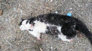 Çorum'da vahşet! Patileri kesilmiş kedi ölüsü bulundu