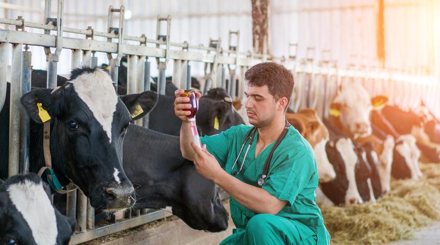 Hindistan'da 'inek bilimi' sınavı yapılacak