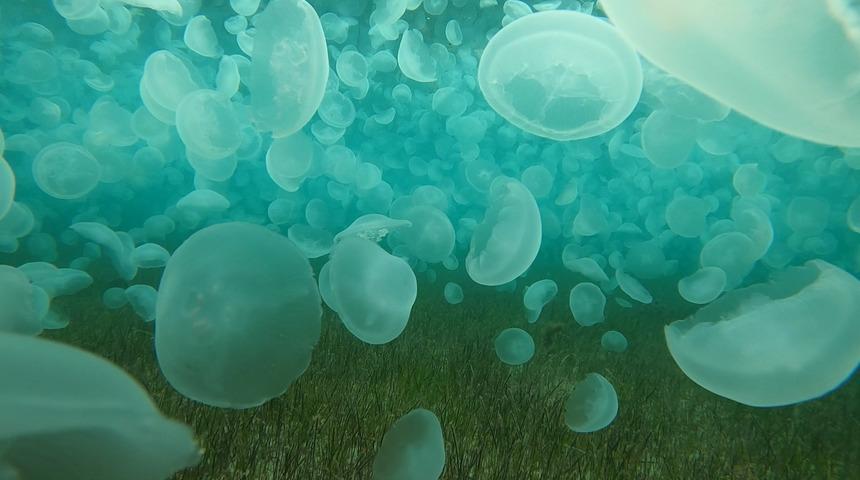 &Ccedil;anakkale'de korkutan g&ouml;r&uuml;nt&uuml;