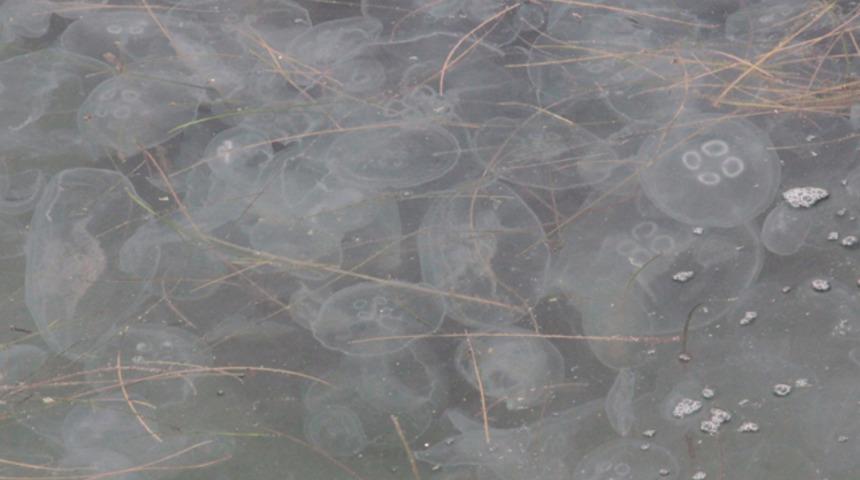 Karadeniz'de denizanası istilası! Uzman isimden açıklama