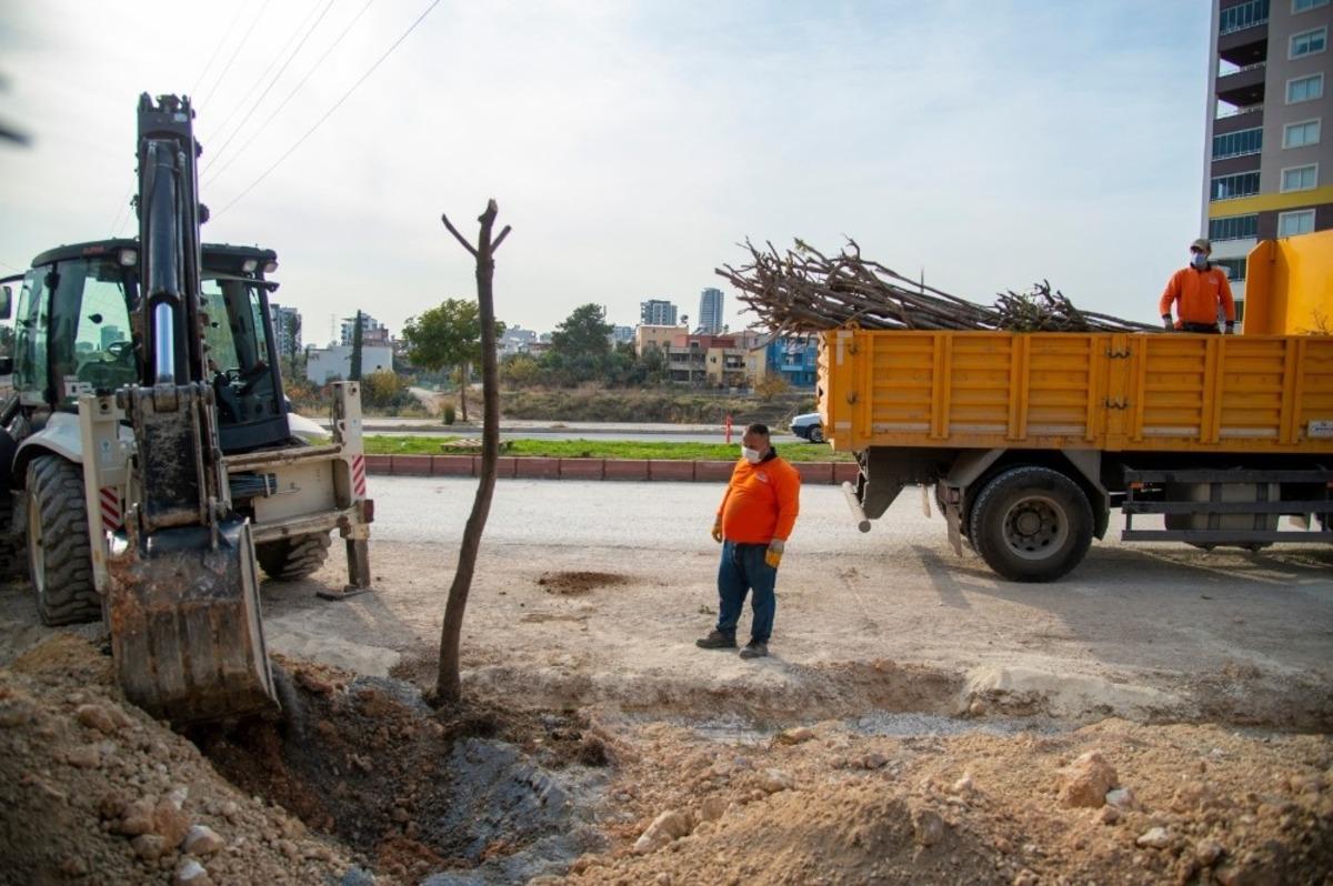 B&uuml;y&uuml;kşehir Belediyesi, 26. Caddedeki ağa&ccedil;ları koruma altına aldı