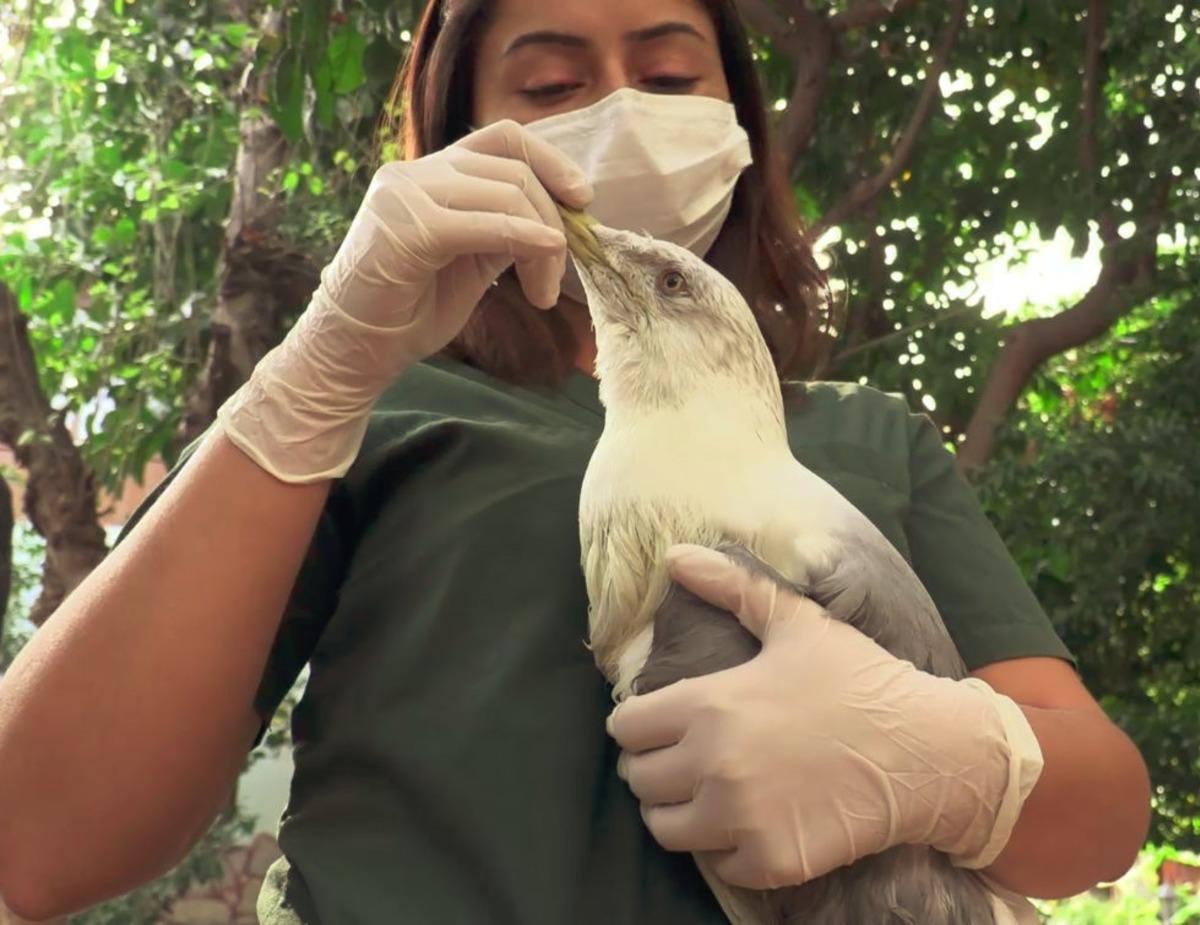 Rus turistten sahilde bulduğu yaralı martıya yardım eli