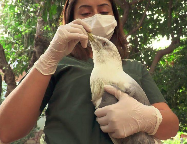 Rus turistten sahilde bulduğu yaralı martıya yardım eli G1