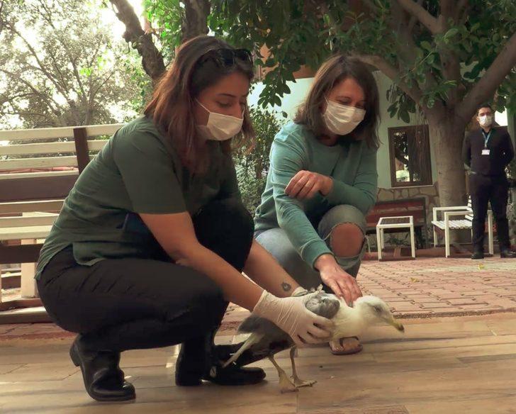 Rus turistten sahilde bulduğu yaralı martıya yardım eli G2