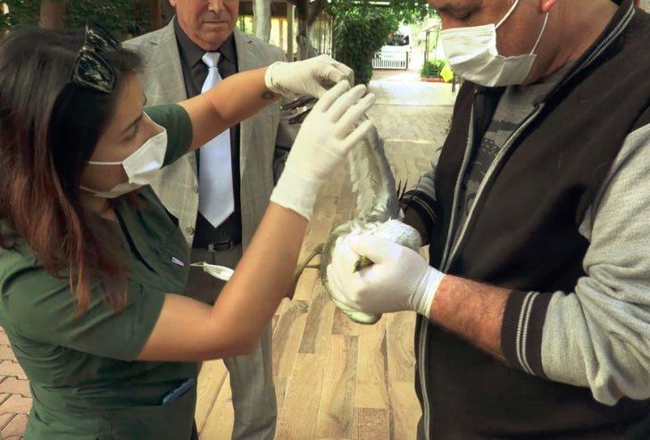 Rus turistten sahilde bulduğu yaralı martıya yardım eli G3