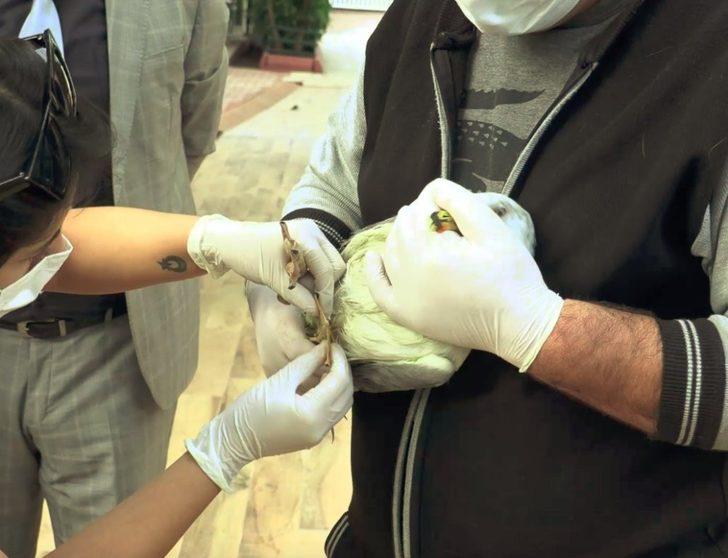 Rus turistten sahilde bulduğu yaralı martıya yardım eli G4