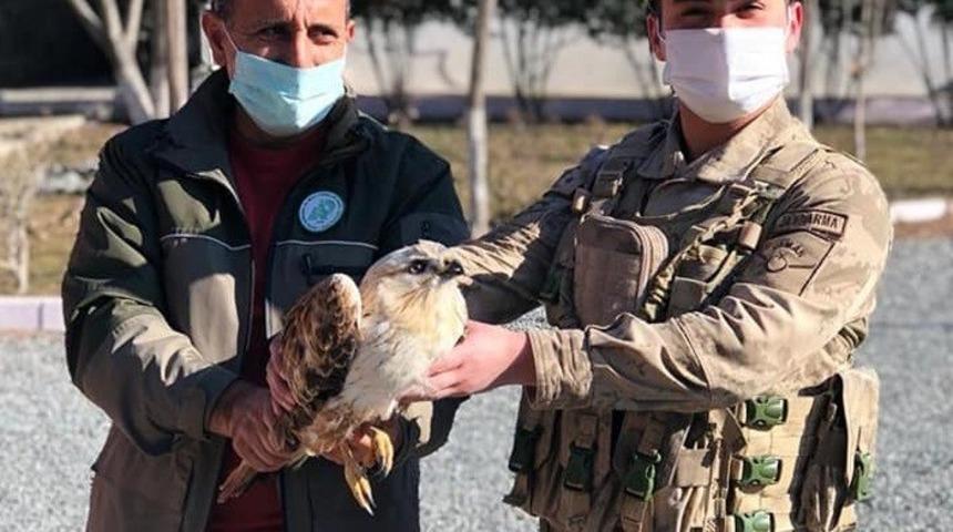 Yaralı, doğan kuşu tedavi altına alındı