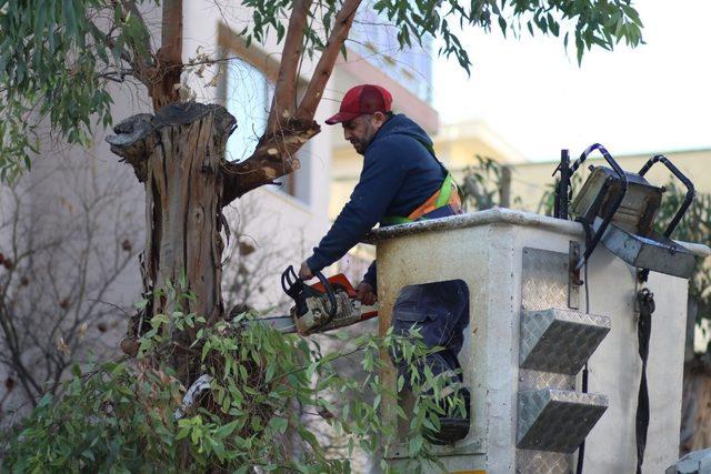 Bayraklı’da ekipler ağaçların sağlığı için sahada