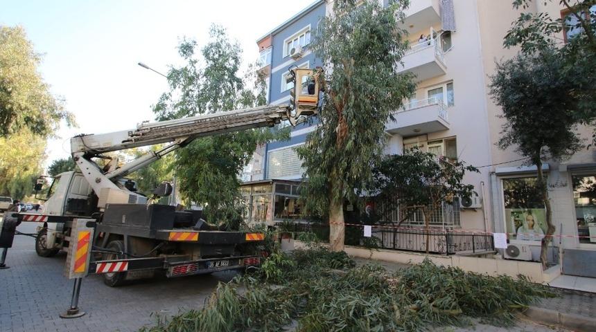 Bayraklı&rsquo;da ekipler ağa&ccedil;ların sağlığı i&ccedil;in sahada