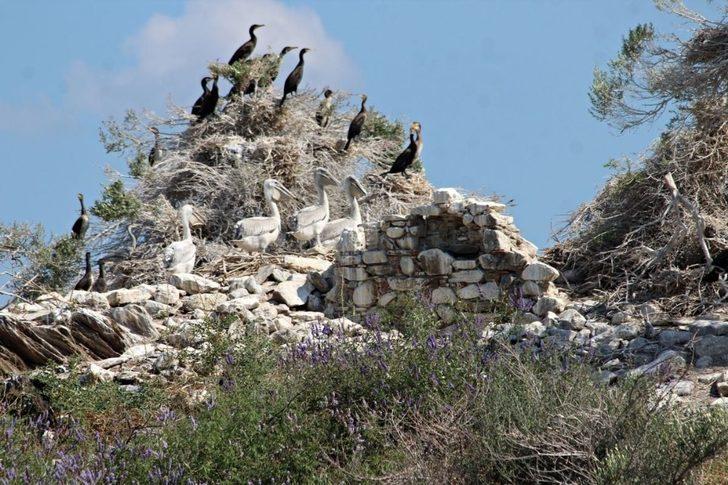 Kaçak kazılar ve kaçak avcılar Menet Adası’na zarar veriyor G4