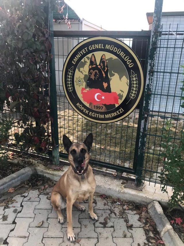 Yılın Narkotik köpeği Muğla’dan ‘Hera’