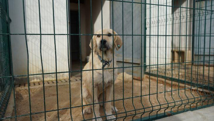 Can dost ’boncuk’ için seferberlik G2