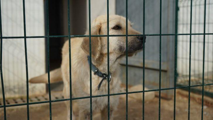 Can dost ’boncuk’ için seferberlik G3