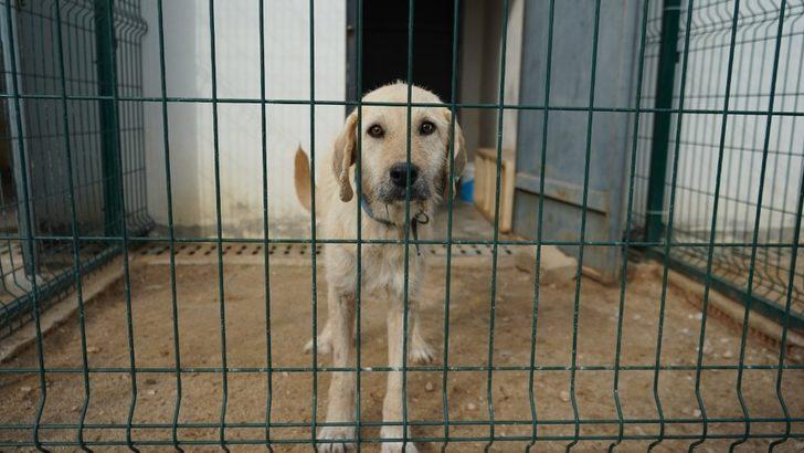 Can dost ’boncuk’ için seferberlik G4