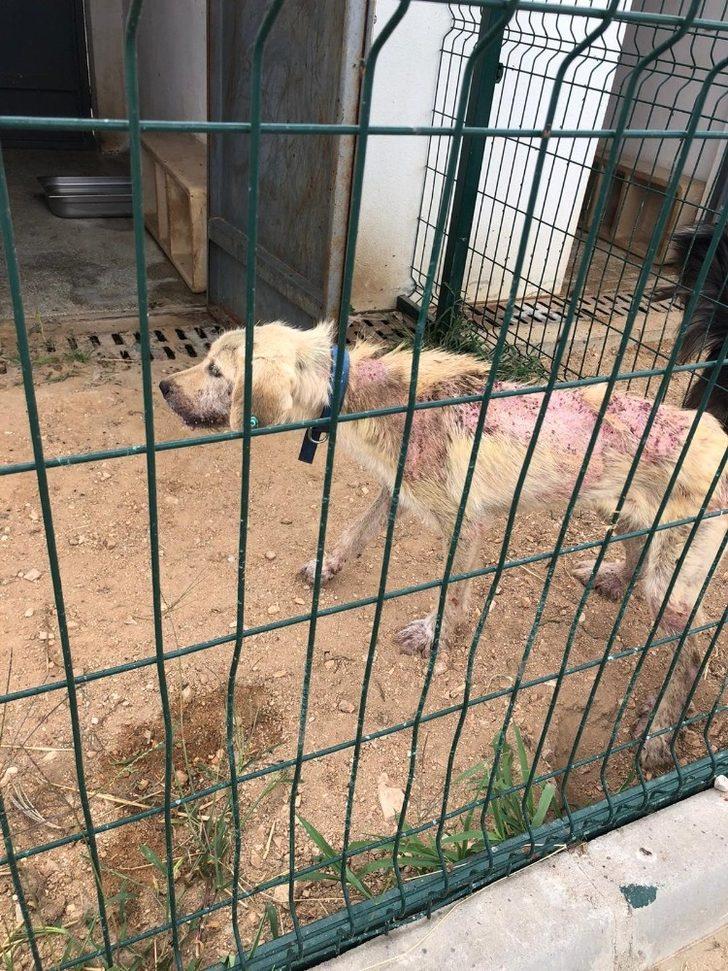 Can dost ’boncuk’ için seferberlik G5